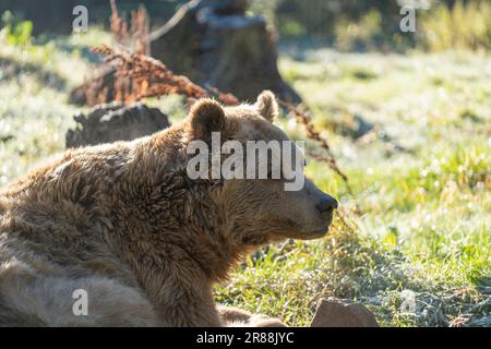 Big brown bear in the Carpathian mountains during dawn on a autumn day. West Ukraine Stock Photo