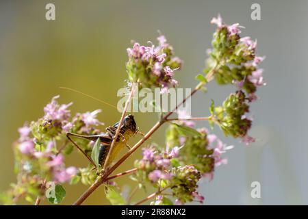 Common bush cricket ( Pholidoptera griseoaptera ) from below with yellow belly on a plant Stock Photo