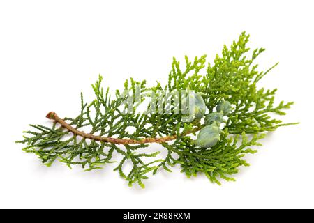 Chinese thuja sprig with cones isolated on white Stock Photo