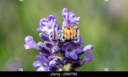 ladybird on a flavender flower macro shot Stock Photo