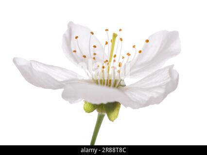 Cherry  flower isolated on white Stock Photo