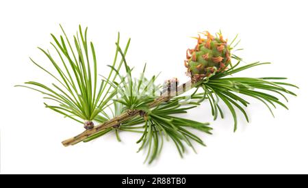 Larch branch with cone isolated on white Stock Photo