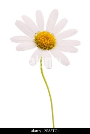 White daisy  isolated on white background Stock Photo