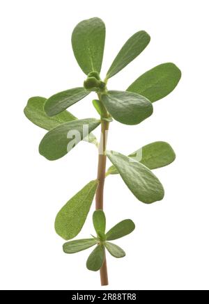 Common purslane branch isolated on white background Stock Photo