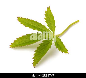 Creeping cinquefoil leaf isolated on white background Stock Photo