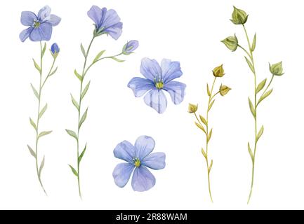 Hand drawn watercolor blue and green flax linen flower, leaves buds seeds. Natural plant. Botanical illustration isolated object set on white Stock Photo