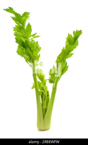 Fresh celery isolated on white background Stock Photo