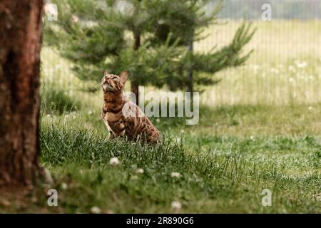 Curious Bengal cat exploring area around house. Domestic pet walking and hunting outdoors on summer day. Stock Photo