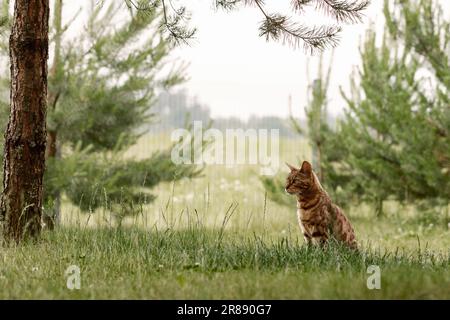 Curious Bengal cat exploring area around house. Domestic pet walking and hunting outdoors on summer day. Stock Photo