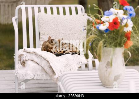 Bengal cat relaxing on terrace lounge chair Stock Photo