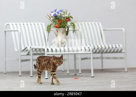 Curious Bengal cat exploring area around house. Domestic pet walking and hunting outdoors on summer day. Stock Photo