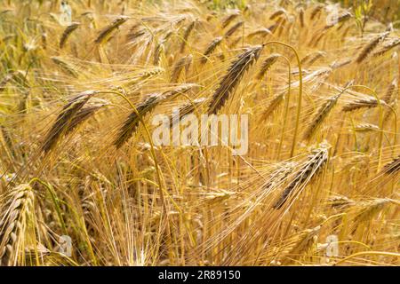 ripe barley with tilted ears in the field Stock Photo