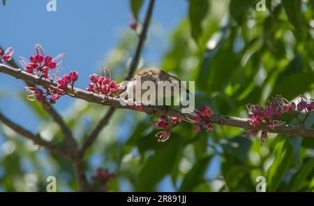 Tiny Australian Brown Honeyeater, Lichmera indistincta, on branch of  Pink Euodia tree, Melicope elleryana, with clusters of pink blossom. Queensland. Stock Photo