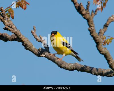 American Goldfinch - male Spinus tristis Ohio, USA BI36300 Stock Photo