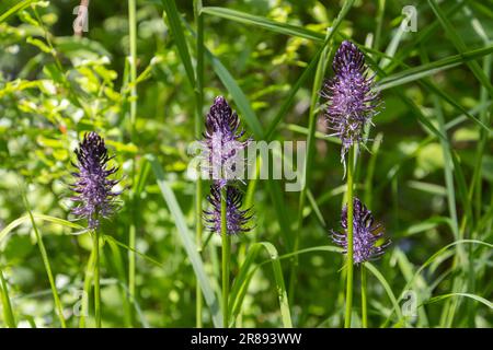 Flowering plant of the black rampion, also called Phyteuma nigrum or Teufelskralle Stock Photo