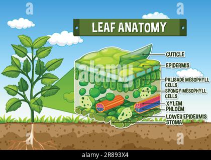 Internal structure of leaf diagram illustration Stock Vector Image ...
