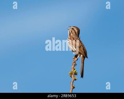 Song Sparrow - singing Melospiza melodia Ottawa Wildlife Refuge, Ohio, USA BI36766 Stock Photo