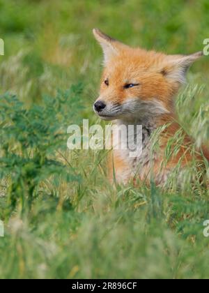 Red Fox  Vulpes vulpes Magee Marsh, Ohio, USA MA004162 Stock Photo
