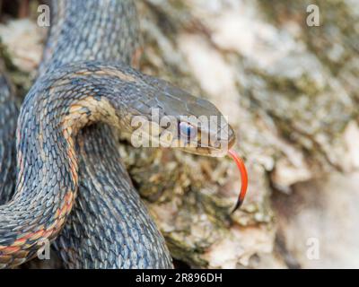 Garter snake with red tongue Stock Photo - Alamy