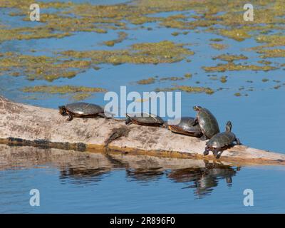 Painted Turtle - sunbathing on log Chrysemys picta Magee Marsh, Ohio, USA RE000485 Stock Photo