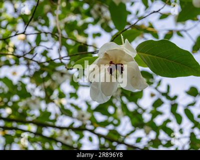 Magnolia Wilsonii in flower Stock Photo