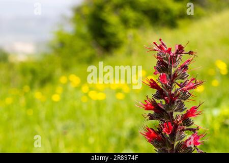 Echium russicum flower in field, Georgia Stock Photo