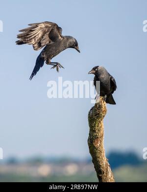 Two Jackdaws, (Corvus monedula), one in mid-flight approaching a second perched on on an old tree branch Stock Photo