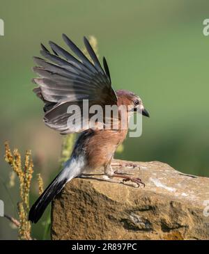 A Jay, (Garrulus glandarius), perched on a rock with wings etended, eating a dead Field Mouse Stock Photo