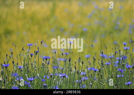 Blue cornflowers (Centaurea cyanus) beside a golden field, the flower is popular for many insects, concept for biodiversity in agriculture, copy space Stock Photo