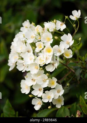 A mass of gorgeous, fragrant, white rambling roses Stock Photo