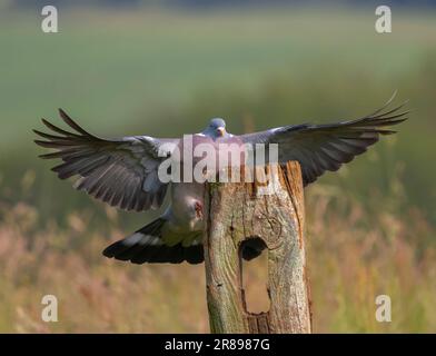 A Wood Pigeon, (Columba palumbus), lands with wings spread wide, on an old wooden fence post Stock Photo