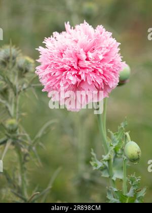 A beautiful pink wild Poppy flower, in full bloom Stock Photo