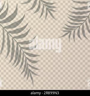 Vector realistic shadow with threes palms on the wall in transparent background. Stock Vector