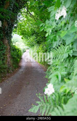 Vertical view of country lane passing through leafy tunnel of foliage and a huge old oak tree in summer June 2023 Carmarthenshire Wales UK KATHY DEWIT Stock Photo