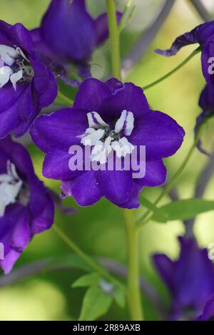 Close-up of a single delphinium flower on a flower panicle, blurry natural background Stock Photo