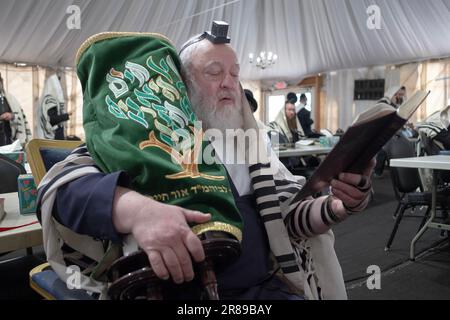 After a reading & before it's returned to the Holy Ark an orthodox Jewish man holds a Torah while seated and reciting morning prayers. Stock Photo