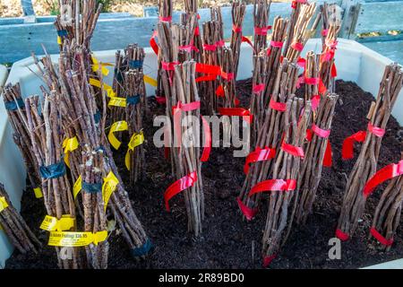Raspberry canes for propagation for sale at a large nursery Stock Photo ...
