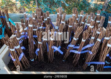 Raspberry canes for propagation for sale at a large nursery Stock Photo ...