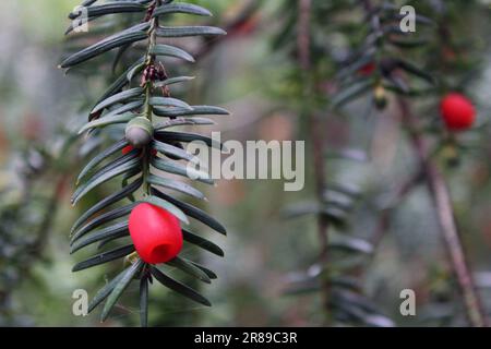 The branches and berries of the yew tree. Yew tree macro. red berries on the background. Branches and Luscious Red Berries in Macro Stock Photo