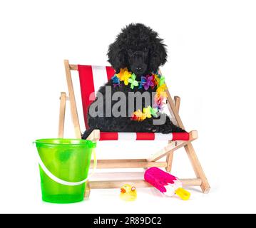 puppy standard black poodle in front of white background Stock Photo