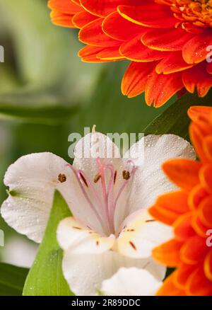 Orange gerbera flower against green blurred background Stock Photo