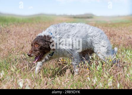 Wirehaired Pointing Griffon free in the nature Stock Photo