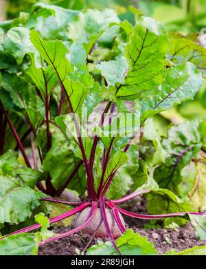 Fresh beetroot grows in the ground Stock Photo