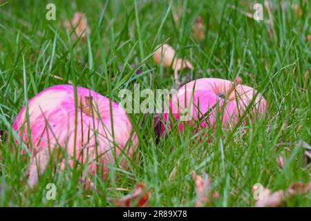 Red ripe apples lie under the apple tree on green grass. Selective focus. Stock Photo