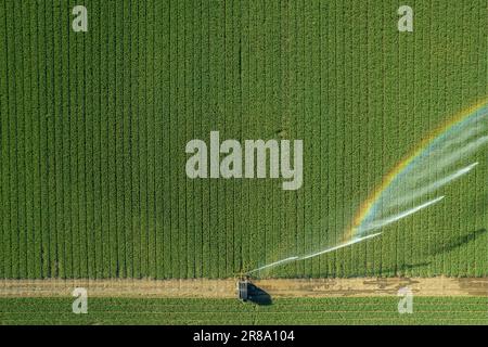 Aerial drone photography of agricultural irrigation system with a big hose reel, for the cultivation of crops during the summer after a very dry winte Stock Photo