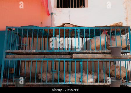 Mirleft, Morocco - close-up of two-storey chicken cage in a public market. White roosters on the top level, white hens at the bottom. Poultry for sale. Stock Photo