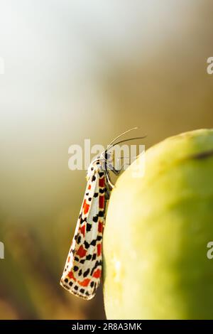 A macro shot of a small Red-dotted bear perched on a green surface Stock Photo