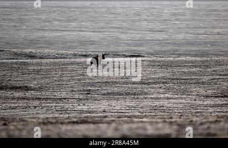 Golmud, China's Qinghai Province. 18th June, 2023. A wild yak is seen near the Zonag Lake in Hoh Xil, northwest China's Qinghai Province, June 18, 2023. The Zonag Lake region in the Hoh Xil National Nature Reserve boasts splendid views of snow mountains, lakes and grasslands. The region also serves as a vital birthing ground for pregnant Tibetan antelopes who arrive between May and July to deliver their offspring. Credit: Zhang Hongxiang/Xinhua/Alamy Live News Stock Photo