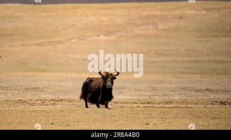 Golmud, China's Qinghai Province. 18th June, 2023. A wild yak is seen near the Zonag Lake in Hoh Xil, northwest China's Qinghai Province, June 18, 2023. The Zonag Lake region in the Hoh Xil National Nature Reserve boasts splendid views of snow mountains, lakes and grasslands. The region also serves as a vital birthing ground for pregnant Tibetan antelopes who arrive between May and July to deliver their offspring. Credit: Han Fangfang/Xinhua/Alamy Live News Stock Photo