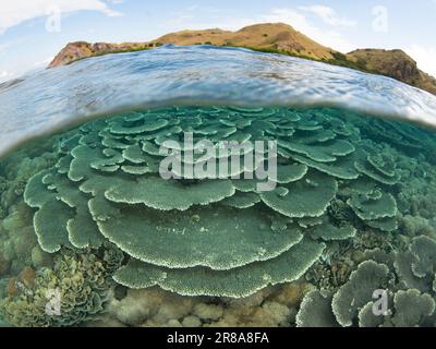 Reef-building corals thrive on a biodiverse reef in Komodo National Park, Indonesia. This region is home to extraordinary marine biodiversity. Stock Photo